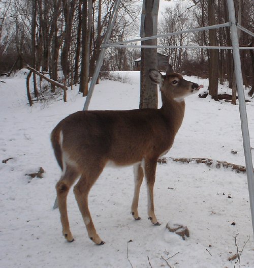 Whitetail deer with it's tongue out.